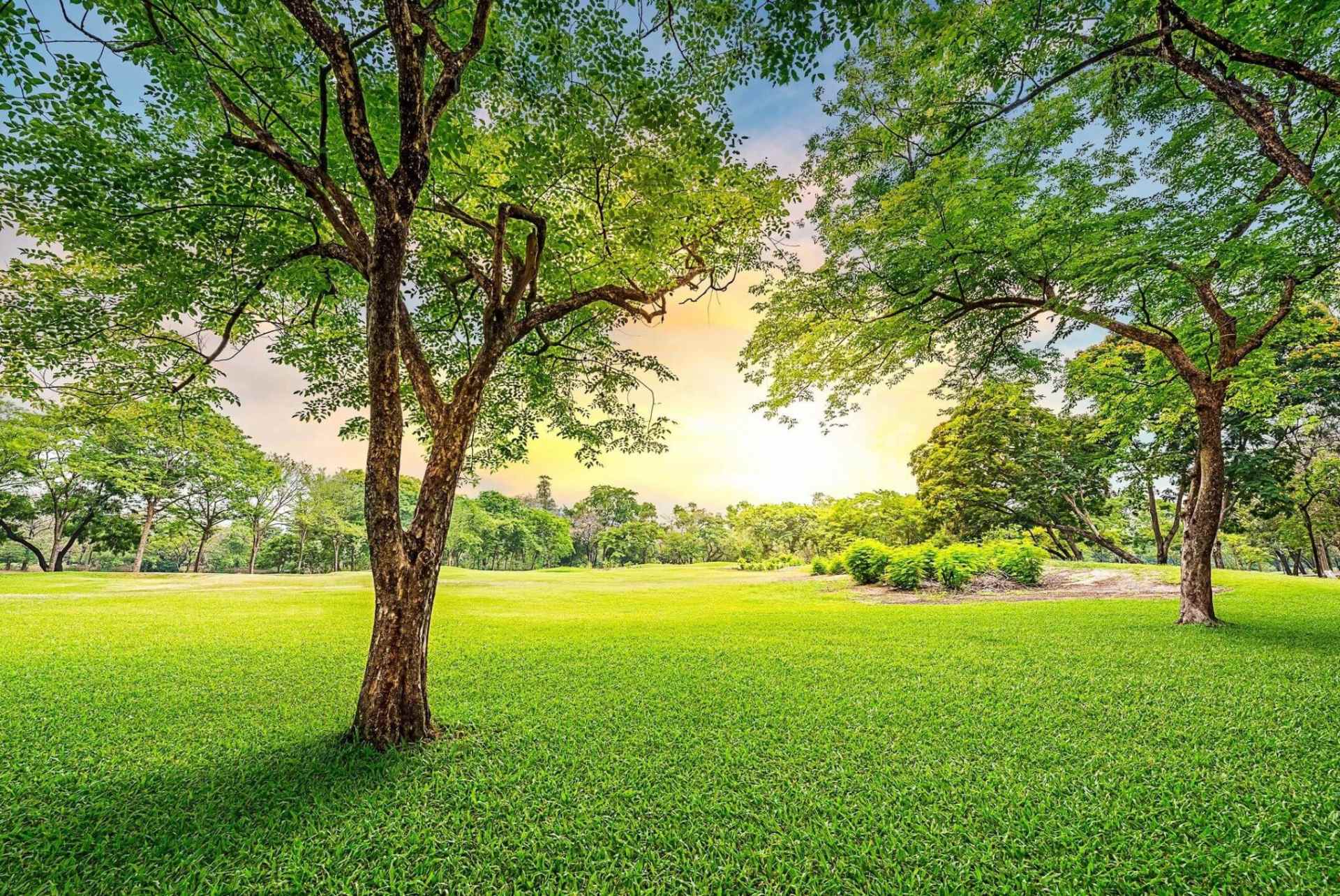 A tree in the middle of a field with grass.