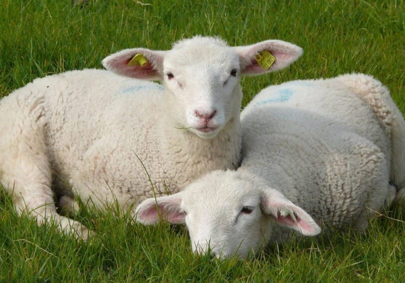 Two sheep laying in the grass next to each other.